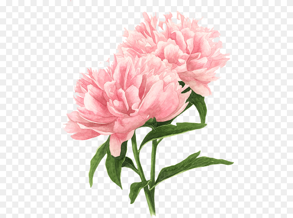 Flower Peony Tree Watercolor Drawings Botanical Peony Drawing, Carnation, Plant, Rose, Dahlia Png Image