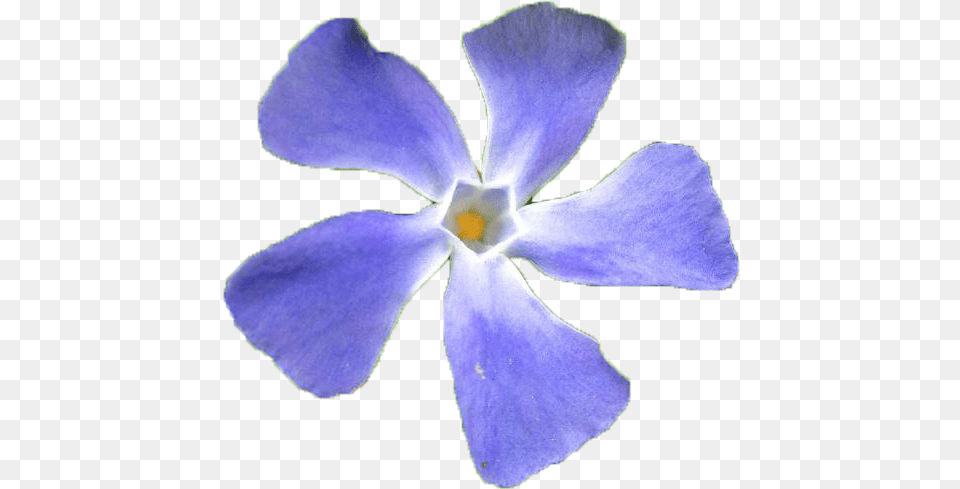 Flower Periwinkle, Petal, Plant, Purple Free Transparent Png