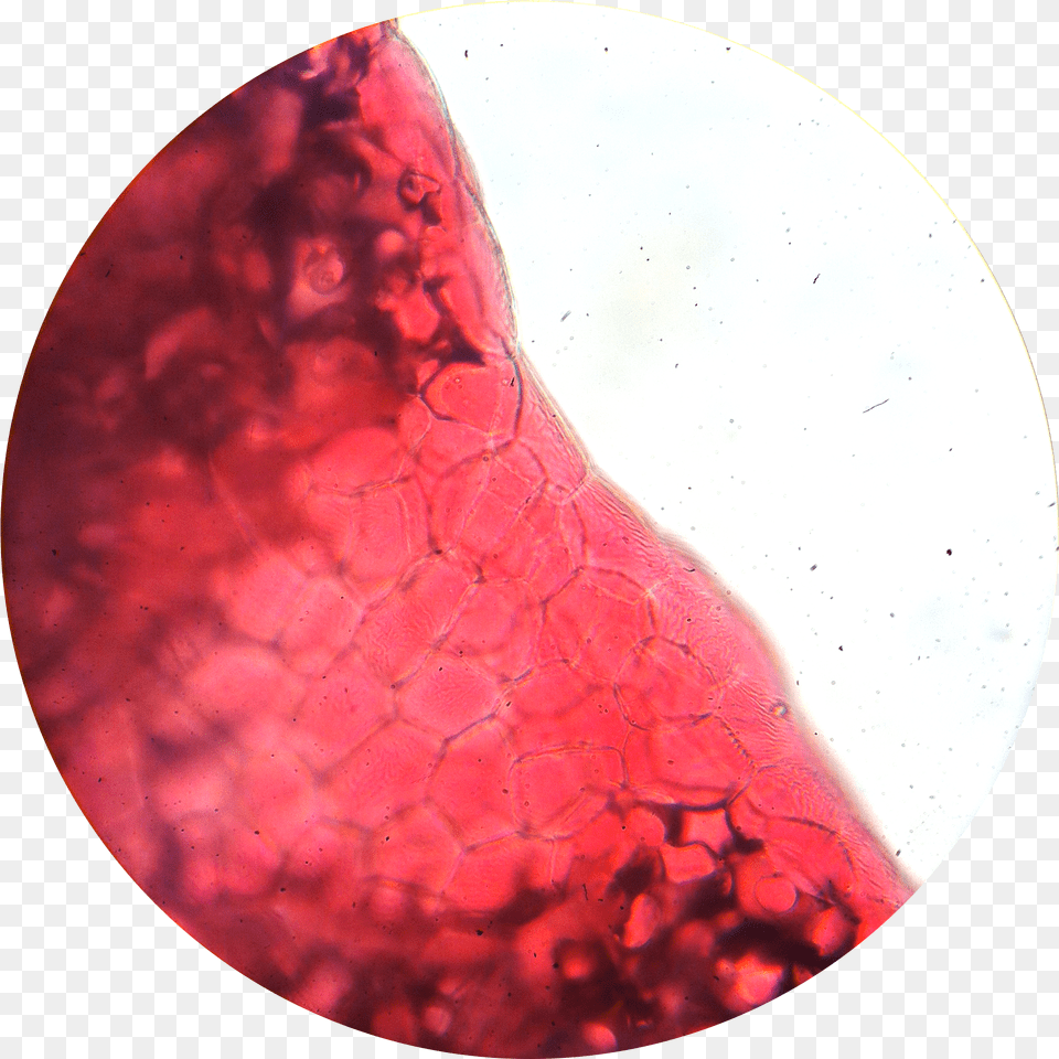 Flower Petal 1 Hd Download Blood, Astronomy, Moon, Nature, Night Png Image