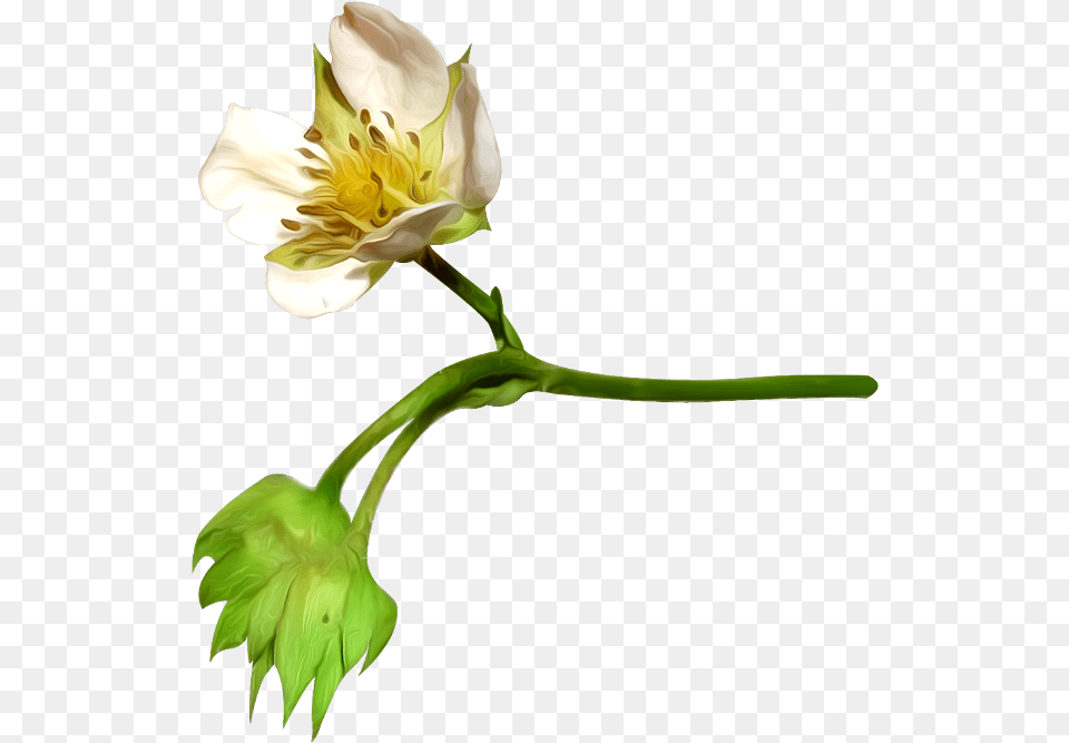 Flower Petal Cotton Plant With Transparent Flower, Pollen, Geranium, Anther, Rose Png