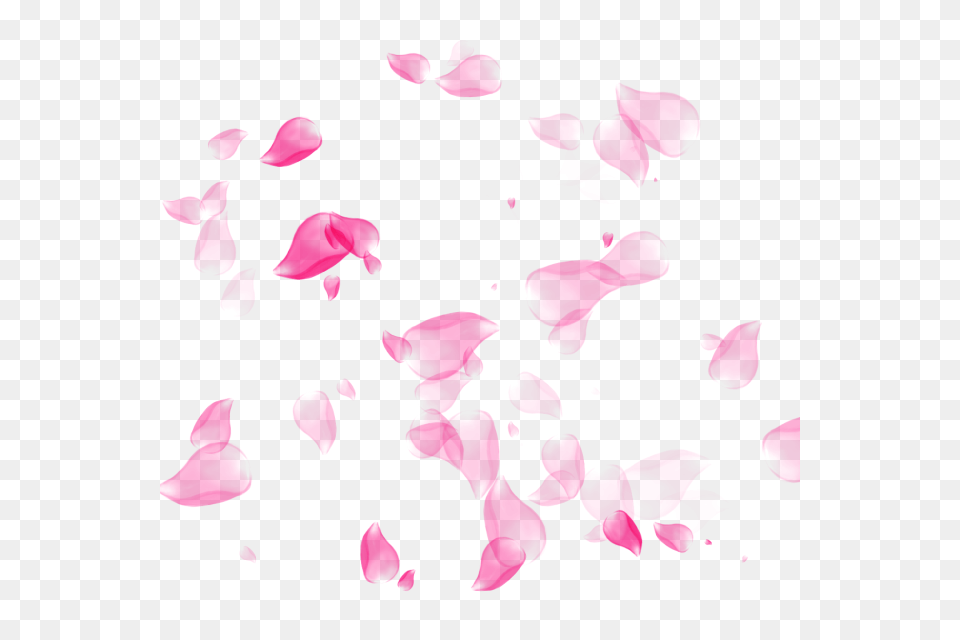 Flower Petal Flower Petal And For Download, Plant, Baby, Person Free Png