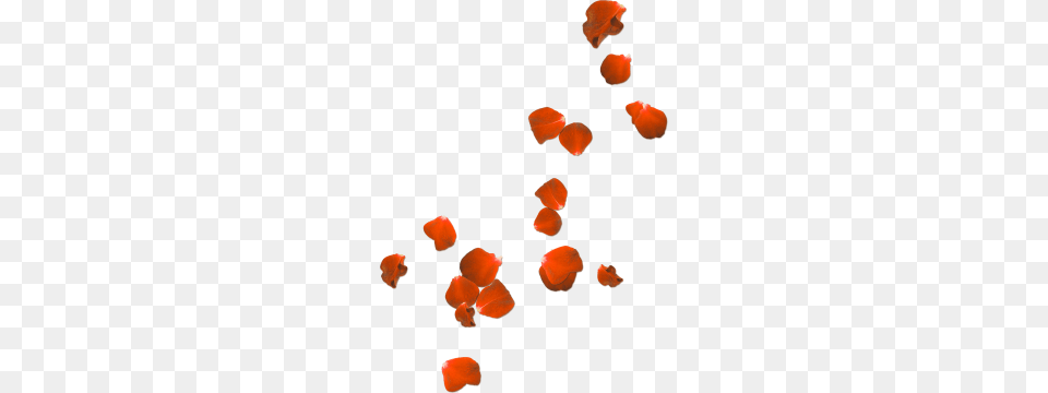 Flower Petal Rose, Plant, Animal, Fish, Sea Life Free Transparent Png