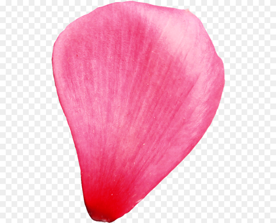 Flower Petal Transparent Background, Plant Png Image