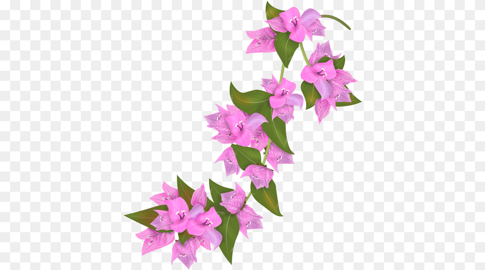 Flower Petal Transprent Bougainvillea Drawing, Plant, Gladiolus Png