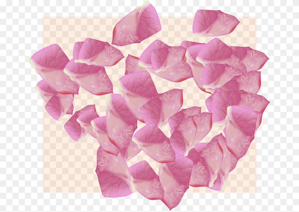 Flower Petal Vector Rose, Plant Free Png Download