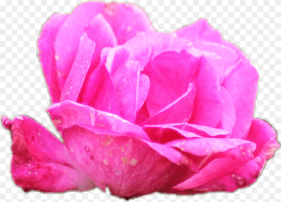 Flower Petals Garden Roses, Geranium, Petal, Plant, Rose Free Png Download