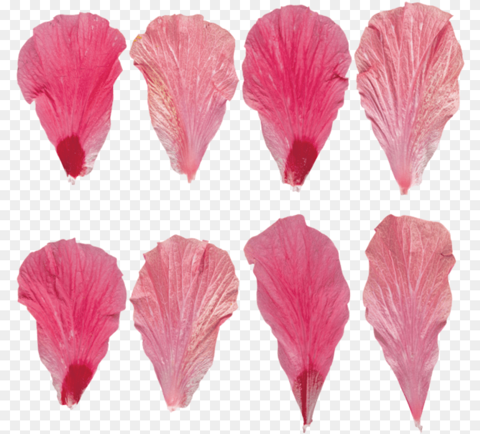 Flower Petals Pink Flower Petal Texture, Plant, Hibiscus Free Transparent Png