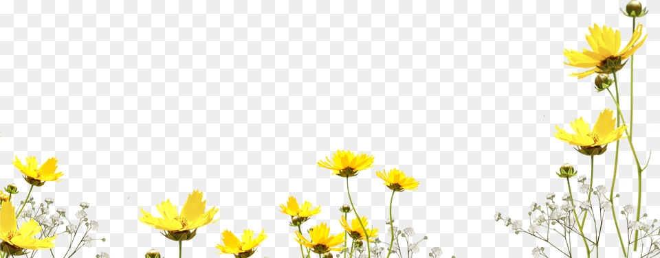 Flower Photo Overlay Photoshop Overlays From, Daisy, Petal, Plant, Pollen Free Png Download