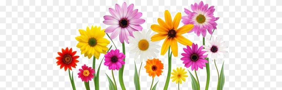 Flower Pic Arts Flower In File, Daisy, Plant, Anemone Free Png Download