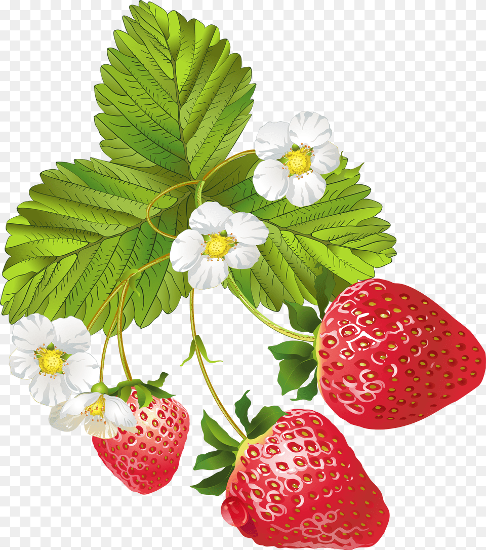 Flower Picture Freeuse Library Strawberry Plant Clip Art Free Transparent Png