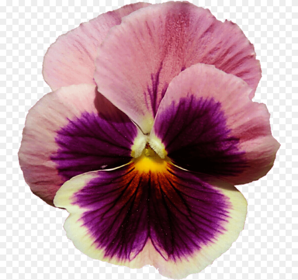 Flower Picture Freeuse Pansy Transparent Background, Plant, Rose, Petal Free Png