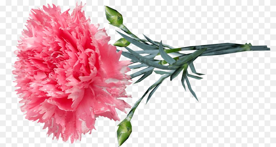 Flower Pink Carnation Pink Carnation, Plant Png