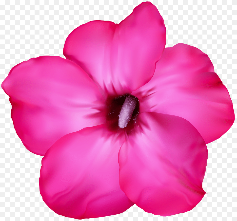 Flower Pink Clip Art Png