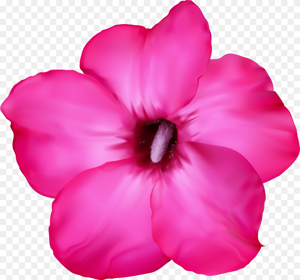 Flower Pink Clip Art Image Desert Rose Drawing Free Png