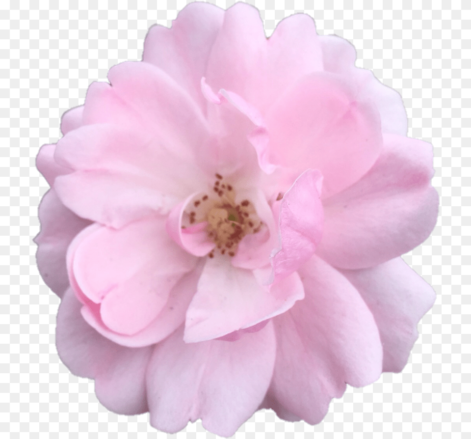 Flower Pink Flowers Nature Aesthetic, Petal, Plant, Rose, Anther Png Image