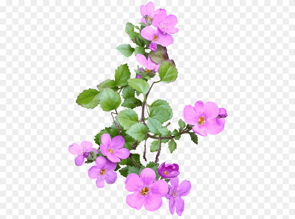 Flower Pink Ground Cover Flower Left, Geranium, Plant, Purple, Anemone Png