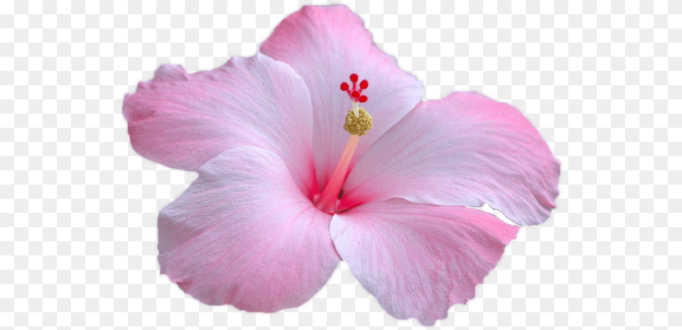 Flower Pink Image On Pixabay Pink Hibiscus, Plant, Geranium, Petal, Anther Free Png