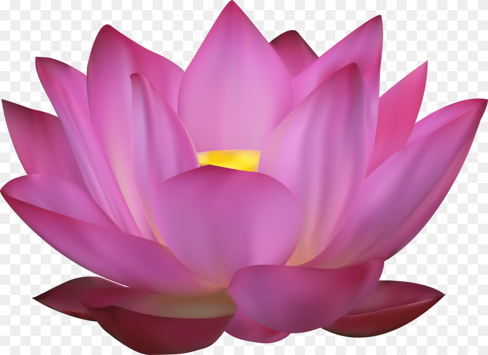 Flower Pink Lotus Free Png Download