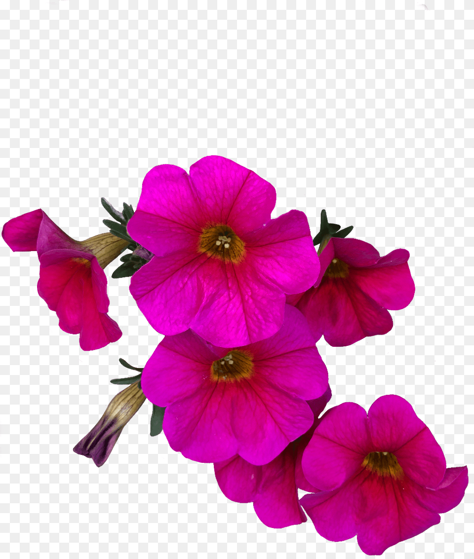 Flower Pink Petunia Freetoedit Petunia, Geranium, Petal, Plant, Acanthaceae Free Png