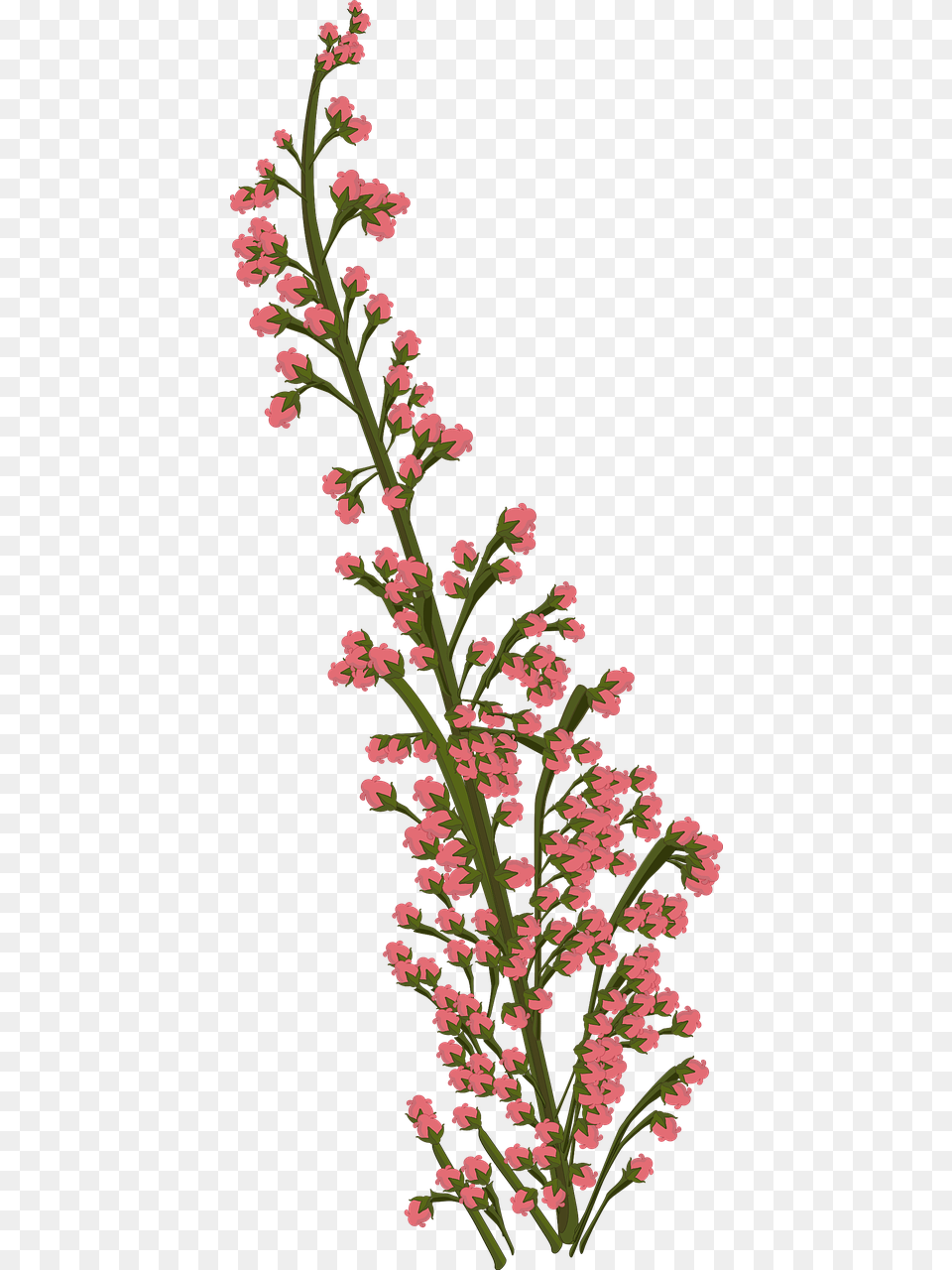 Flower Pink Plant Free Photo Flowers Transparent Drawing, Grass, Pattern, Flower Arrangement Png Image