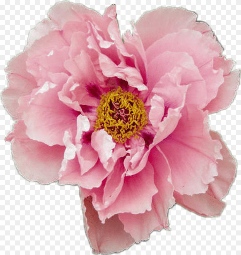 Flower Pink Pretty Tumblr Pastel Rose Itoh Peony First Arrival, Plant, Carnation, Petal Png Image