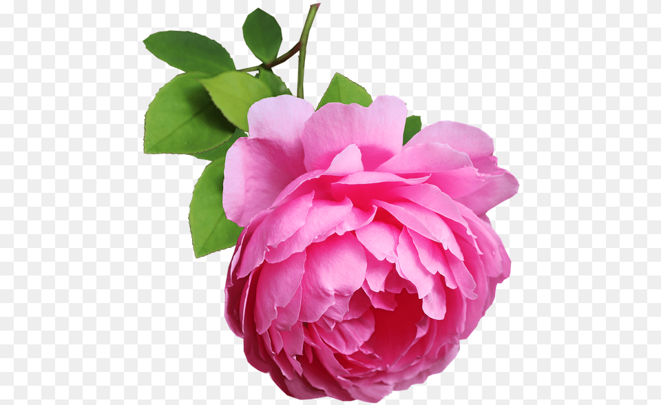 Flower Pink Rose Free Photo On Pixabay Floribunda, Geranium, Petal, Plant, Carnation Png