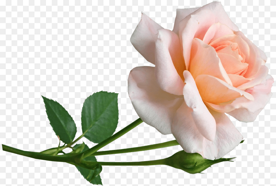 Flower Pink Rose Photo On Pixabay Fresh, Plant, Petal Free Png