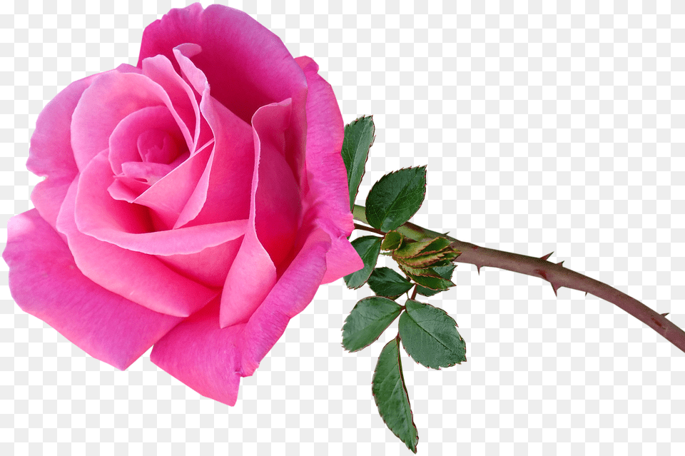 Flower Pink Rose Image On Pixabay Lovely, Plant, Petal Free Transparent Png