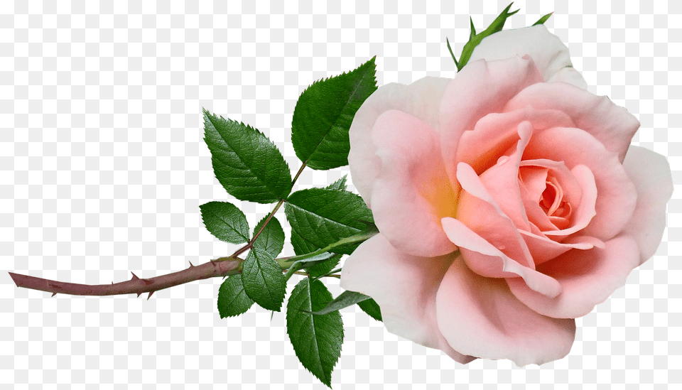 Flower Pink Rose Image On Pixabay Pink Rose, Plant Png
