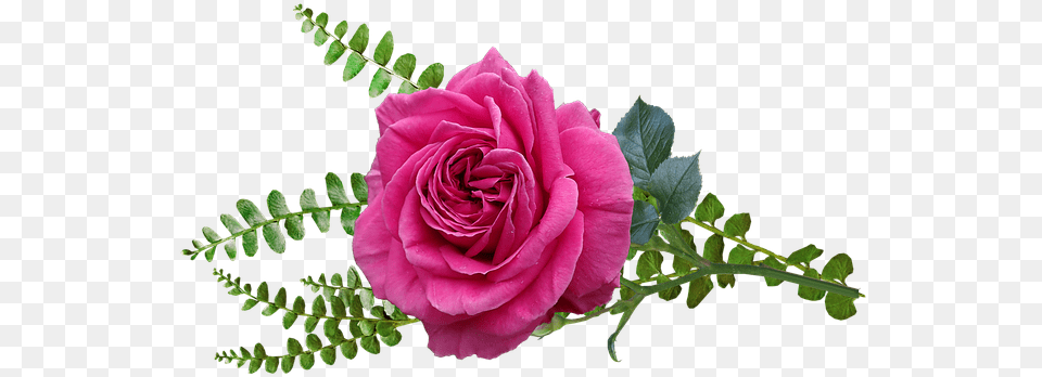 Flower Pink Rose Photo On Pixabay Rose, Plant, Flower Arrangement, Flower Bouquet Png Image