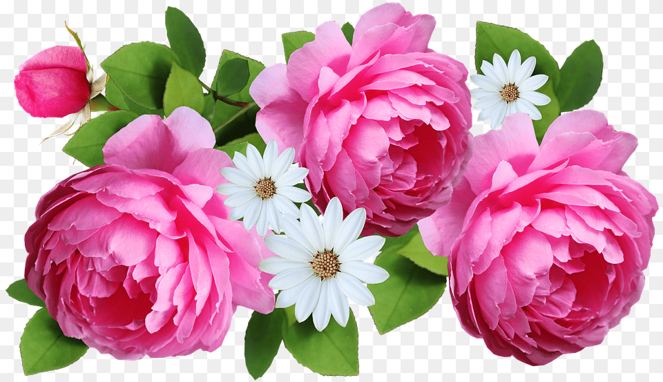 Flower Pink Roses On Pixabay Flower, Rose, Plant, Petal, Geranium Png Image
