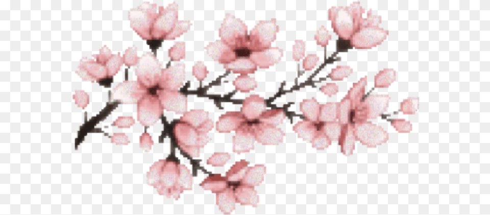 Flower Pink Sakura Japan Pixel Cherry Blossom Tree Aesthetic, Cherry Blossom, Plant, Person, Face Free Png Download