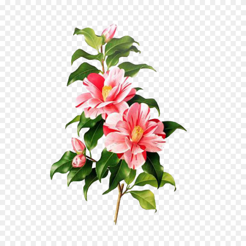 Flower Pink Spring Overlay Edits Edit Kpopedit, Petal, Plant, Flower Arrangement, Leaf Free Png Download