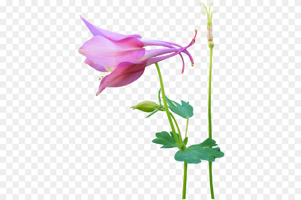 Flower Pink Stem Seed Canada Columbine, Geranium, Plant, Aquilegia Free Png Download
