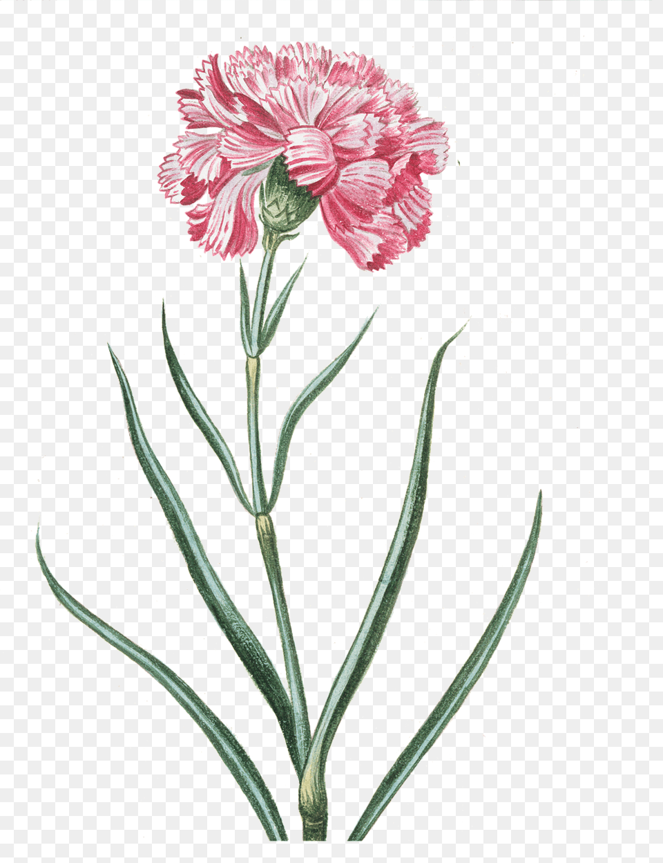 Flower Pink Transparent Flower Botany Of Carnation, Plant Png