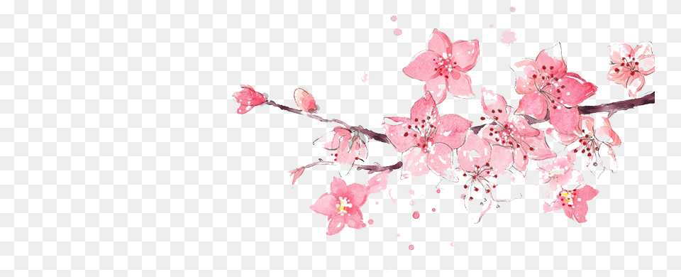 Flower Pink Watercolor Painting Watercolor Cherry Blossom Plant, Cherry Blossom Free Png