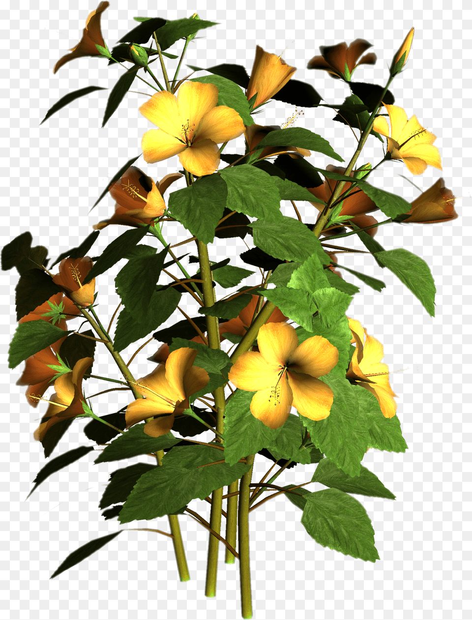 Flower Plant, Acanthaceae, Leaf, Petal, Geranium Free Transparent Png
