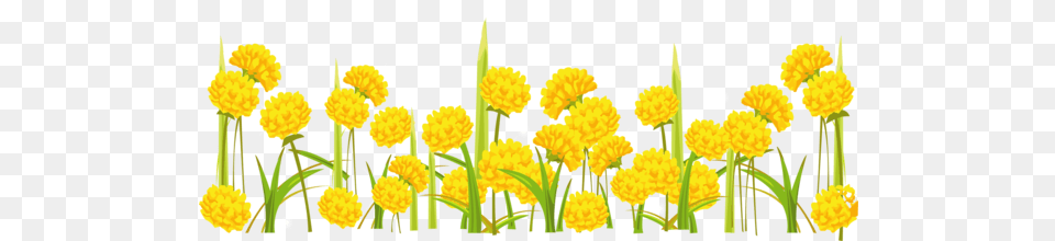 Flower Plant Dandelion Meadow For Yellow Flower Background, Petal, Daffodil, Outdoors, Pollen Png
