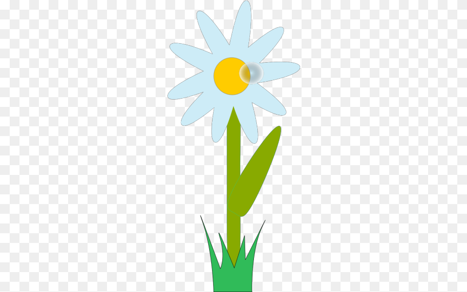 Flower Plant Images, Daisy, Animal, Fish, Sea Life Free Transparent Png