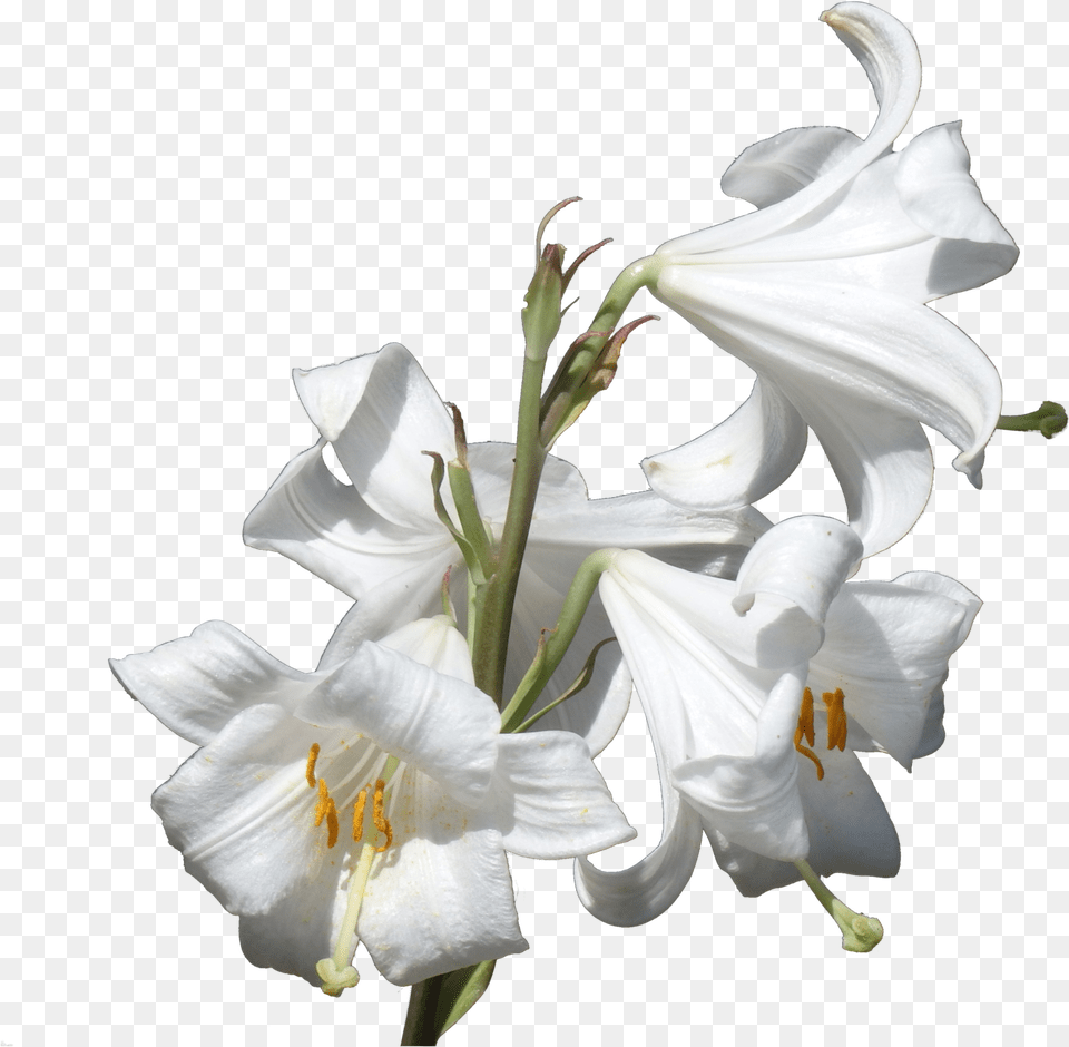 Flower Plant Lilium Candidum Liliaceae Lilies, Amaryllidaceae, Anther, Lily Free Transparent Png