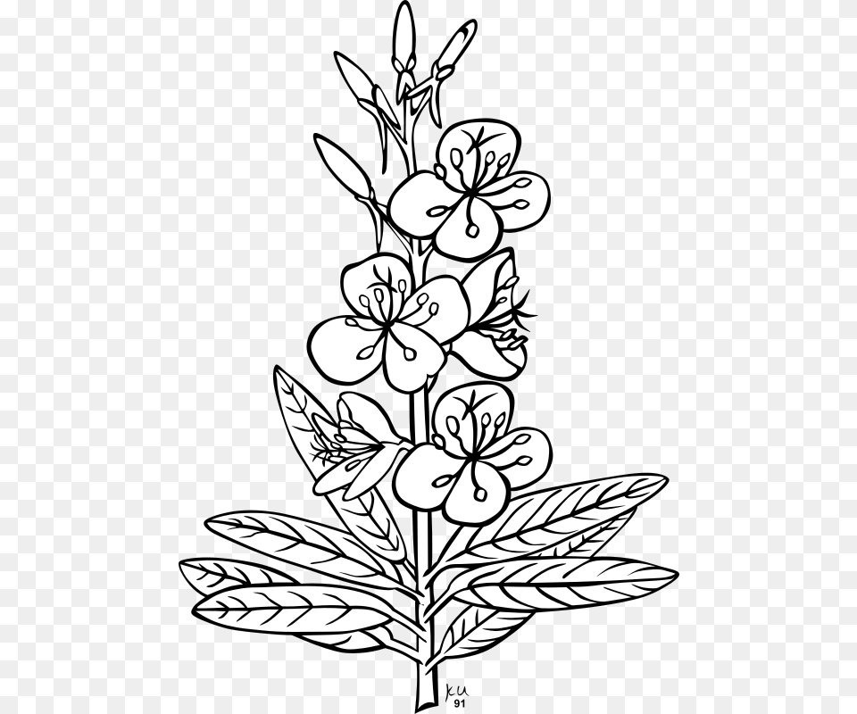 Flower Plant Outline Clipart Download Santan Plant Clipart Black And White, Stencil, Art, Pattern, Floral Design Png Image