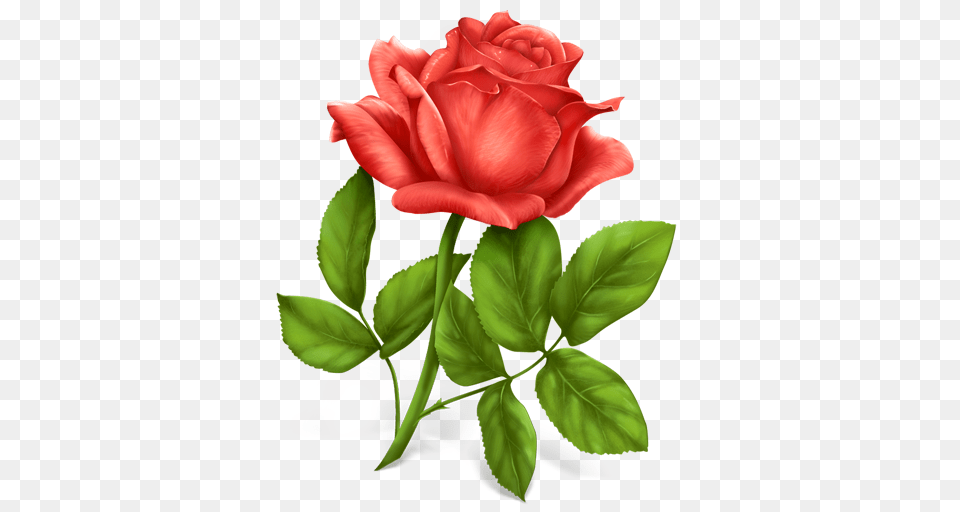 Flower Plant Rose Icon Png