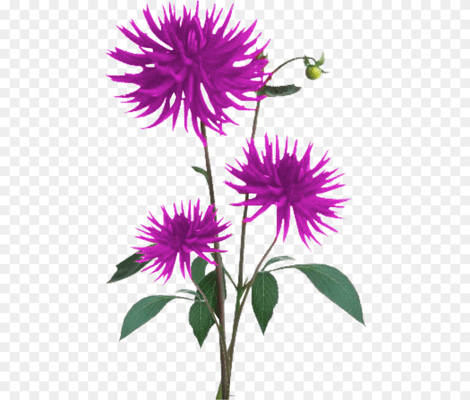 Flower Plant Texture, Dahlia, Leaf, Purple, Daisy Free Png