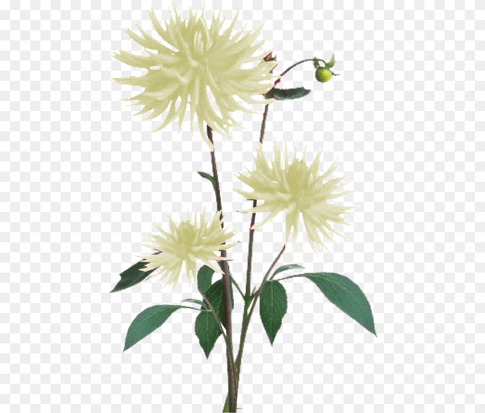 Flower Plant Texture, Dahlia, Leaf Png Image
