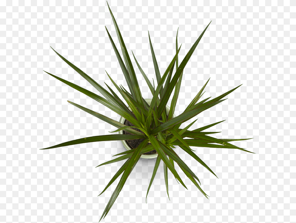 Flower Plant Top View Top View Bush, Agavaceae Free Transparent Png