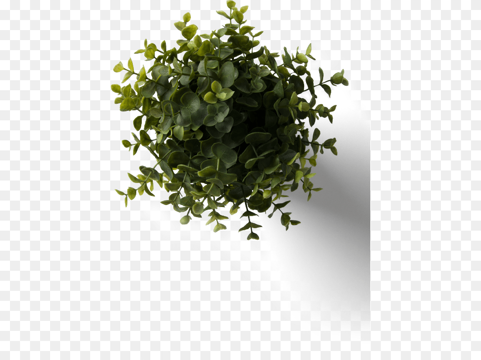 Flower Plant Top View With Flower Plant Top View House Plant With Little Leaves, Leaf, Potted Plant, Vine, Herbal Png Image