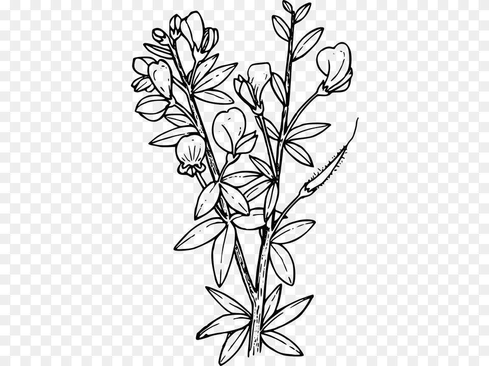 Flower Plant Wild Wildflower Larkspur Coloring Pages, Gray Free Png Download