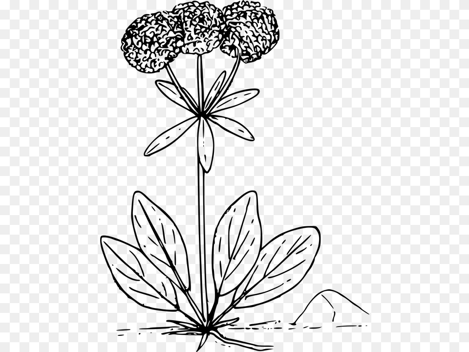 Flower Plant Wild Wildflower Wild Flower Vector, Gray Png