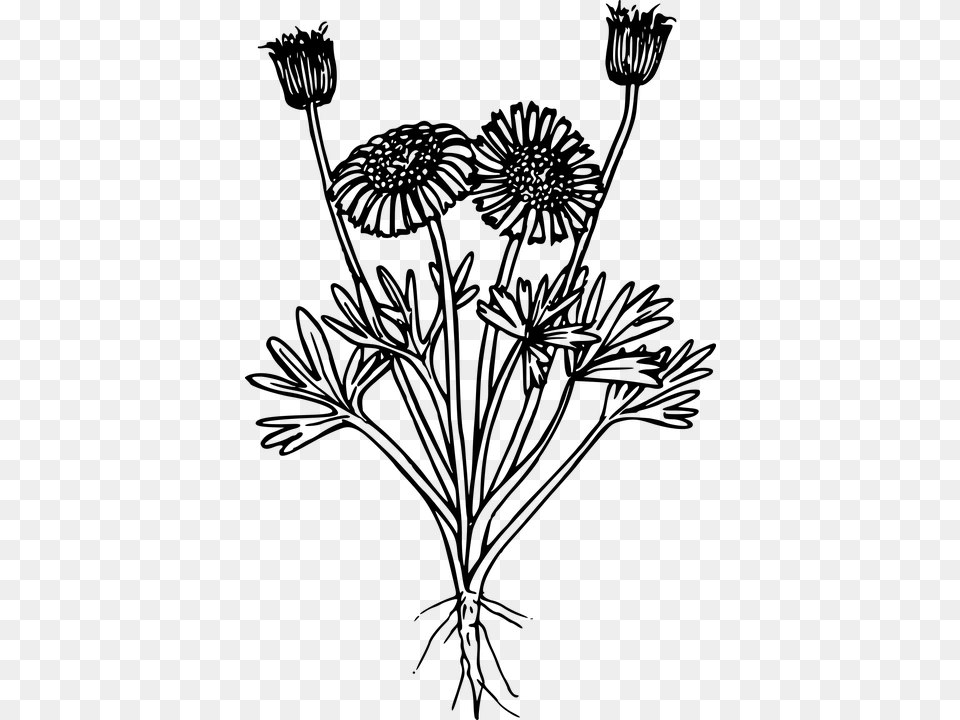 Flower Plant Wild Wildflower Wildflower Black And White, Gray Free Png Download