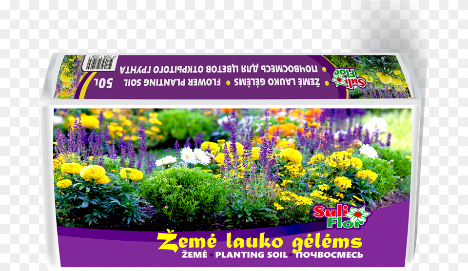 Flower Planting Soil Edging Flowers, Purple, Plant, Outdoors, Nature Free Transparent Png